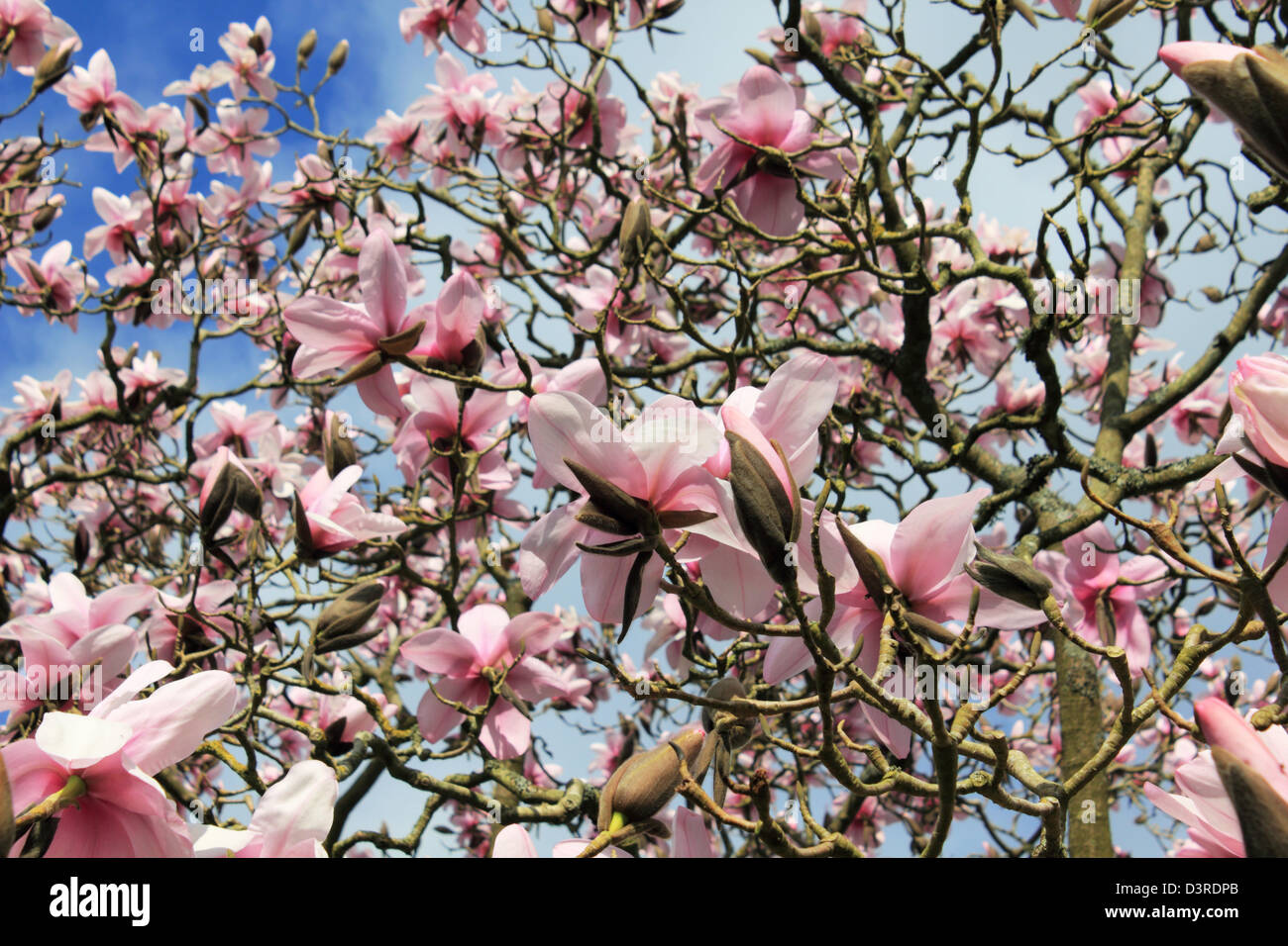 La floraison magnolia Sussex England UK Banque D'Images