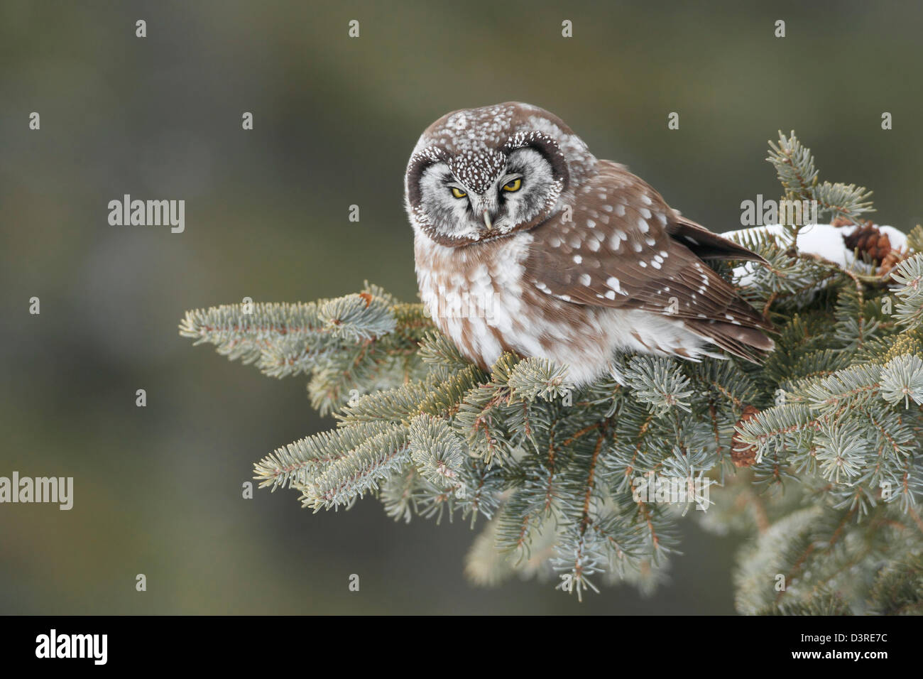 Nyctale de Tengmalm (Aegolius funereus) Banque D'Images