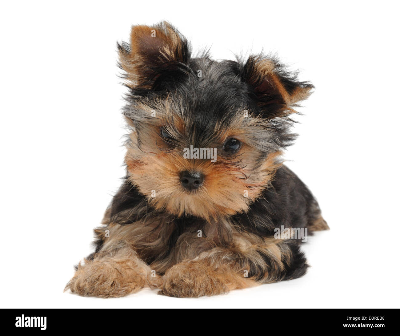 Petit chiot Yorkshire Terrier de l'isolé sur fond blanc Banque D'Images