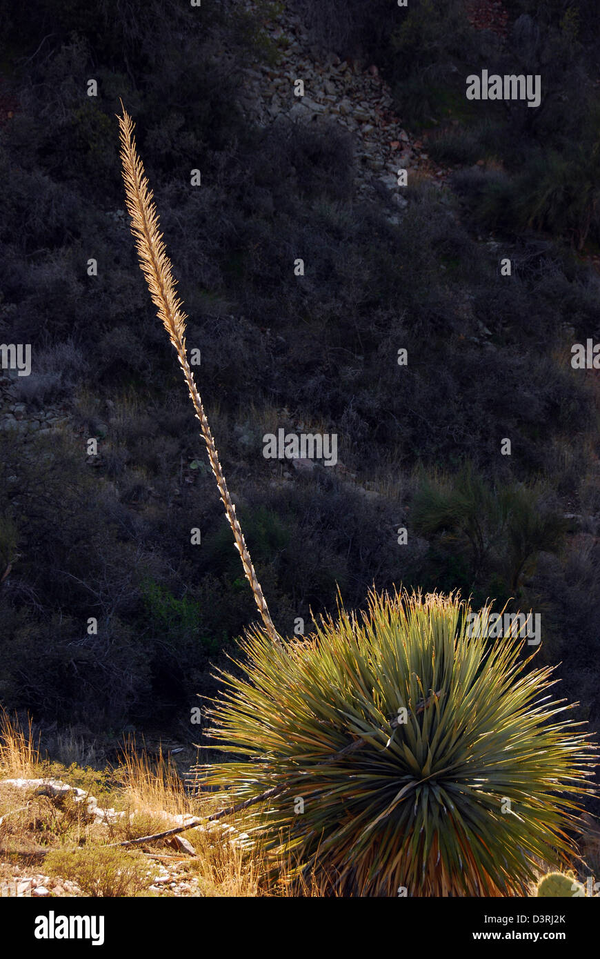 Agave avec pédoncule, Arizona. Banque D'Images