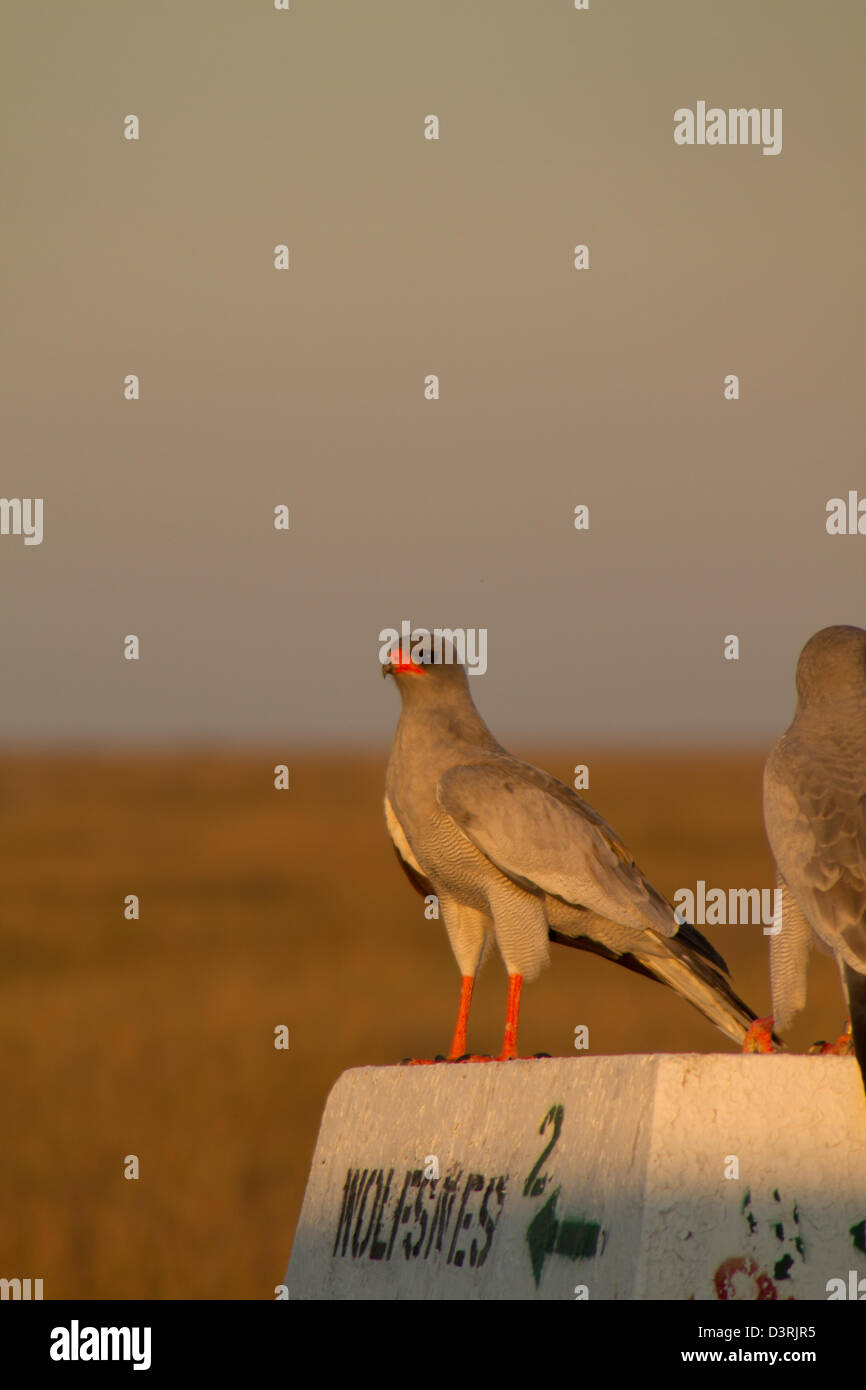 Une paire de Pale Sud Palombes Psalmodiant un marqueur permanent sur la route dans le parc national d'Etosha, Namibie Banque D'Images