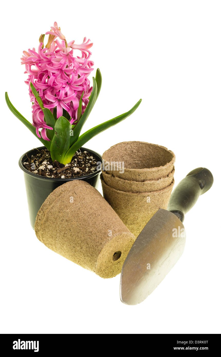 Une jacinthe rose en fleur avec des pots de tourbe et d'une truelle de jardin Banque D'Images