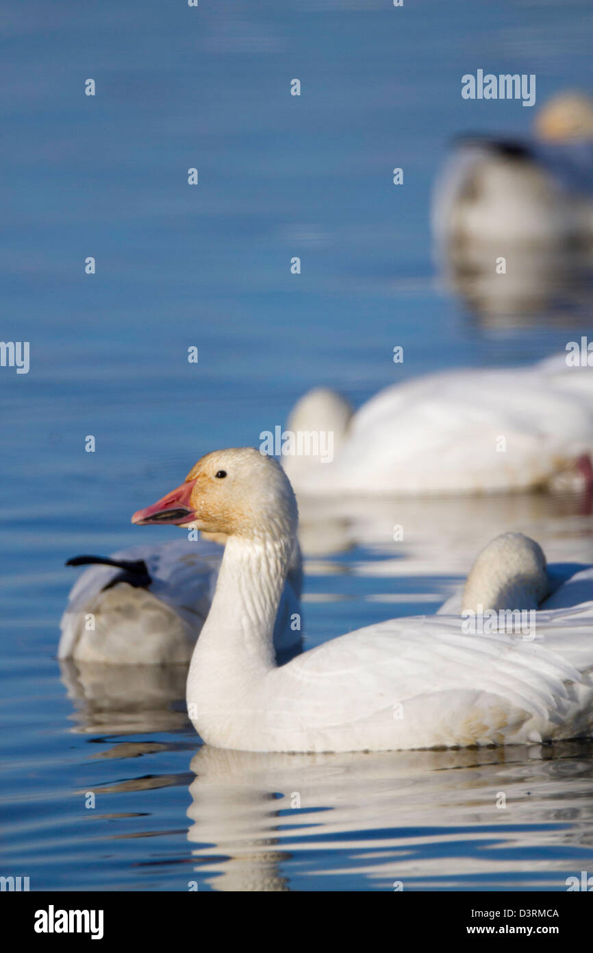 Des neiges dans le Sacramento National Wildlife Refuge dans la Vallée de Sacramento en Californie. Banque D'Images
