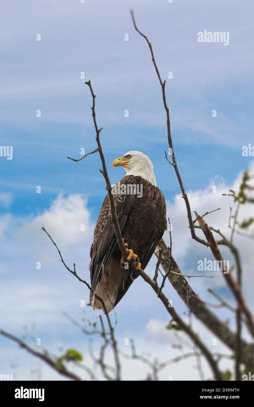 Pygargue à tête blanche à maturité, Deep Creek State Recreation Area, Ninilchik, péninsule de Kenai, Alaska, USA Banque D'Images