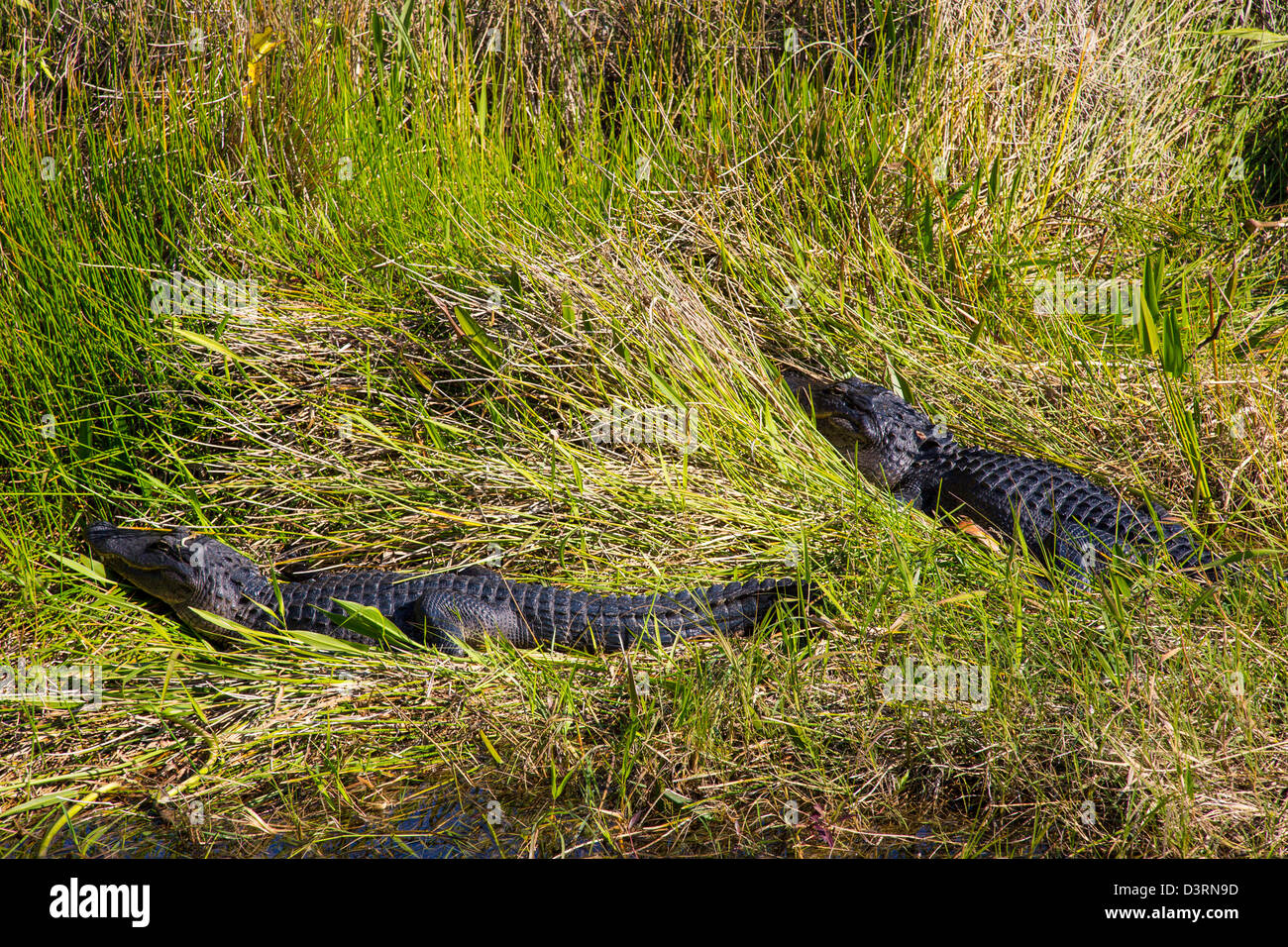 Le long du sentier des alligators Anhinga au Royal Palm Visitor Center dans le parc national des Everglades en Floride Banque D'Images