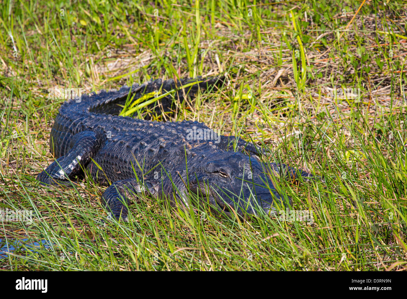 Le long de l'Alligator Anhinga Trail, au Royal Palm Visitor Center dans le parc national des Everglades en Floride Banque D'Images