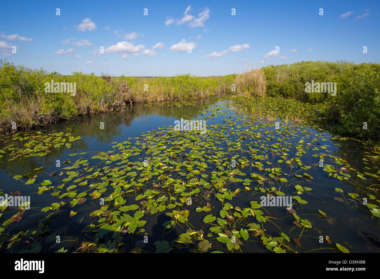 Anhinga Trail, au Royal Palm Visitor Center dans le parc national des Everglades en Floride Banque D'Images