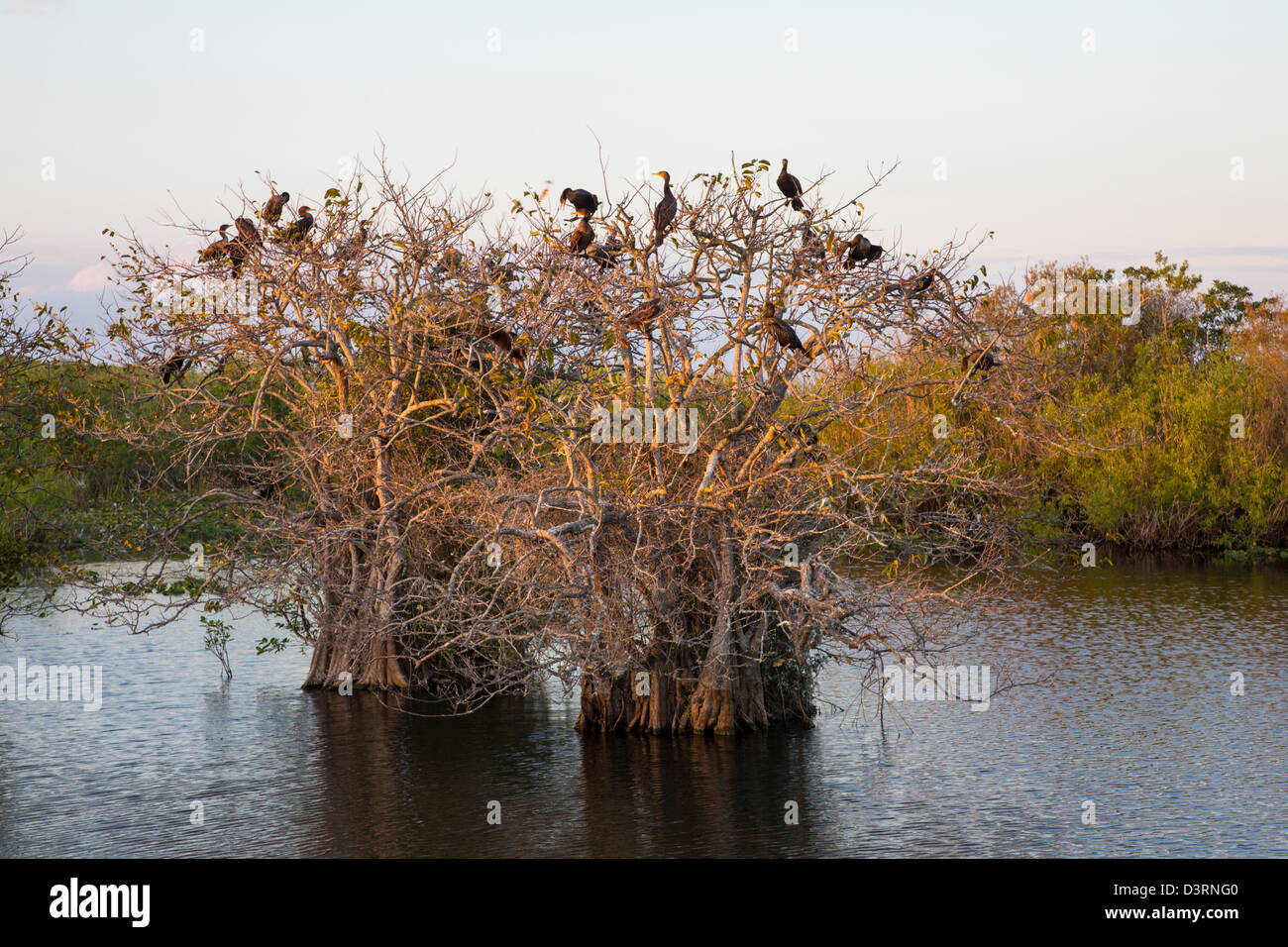 Les oiseaux dans les arbres au bord de l'anhinga Trail, au Royal Palm Visitor Center dans le parc national des Everglades en Floride Banque D'Images