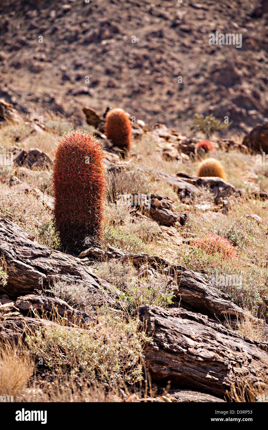 Cactus et frotter dans le désert de Mojave en dehors de Twentynine Palms, California. Banque D'Images