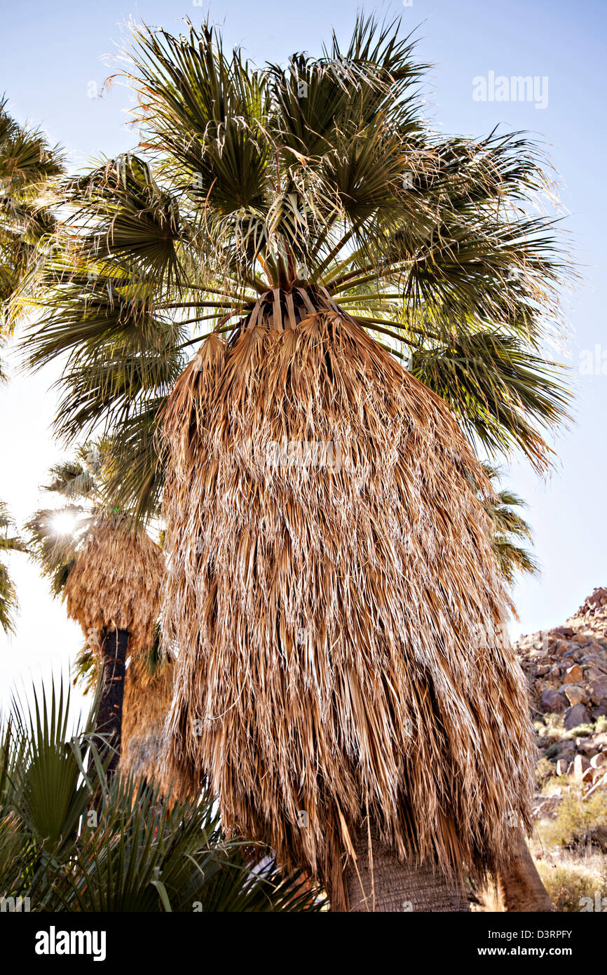 Fortynine Palms Oasis dans le désert de Mojave en dehors de Twentynine Palms, California. Banque D'Images