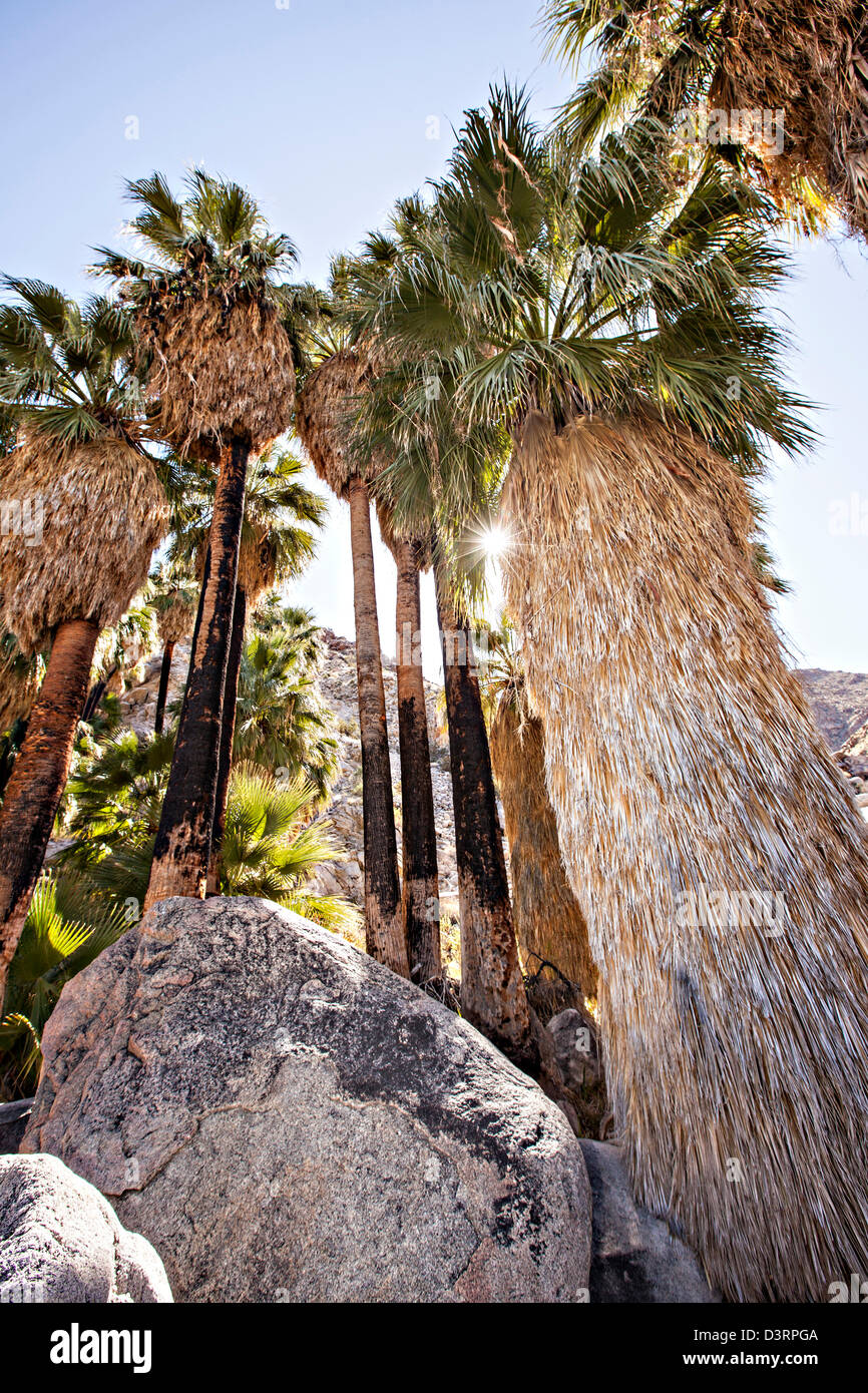 Fortynine Palms Oasis dans le désert de Mojave en dehors de Twentynine Palms, California. Banque D'Images