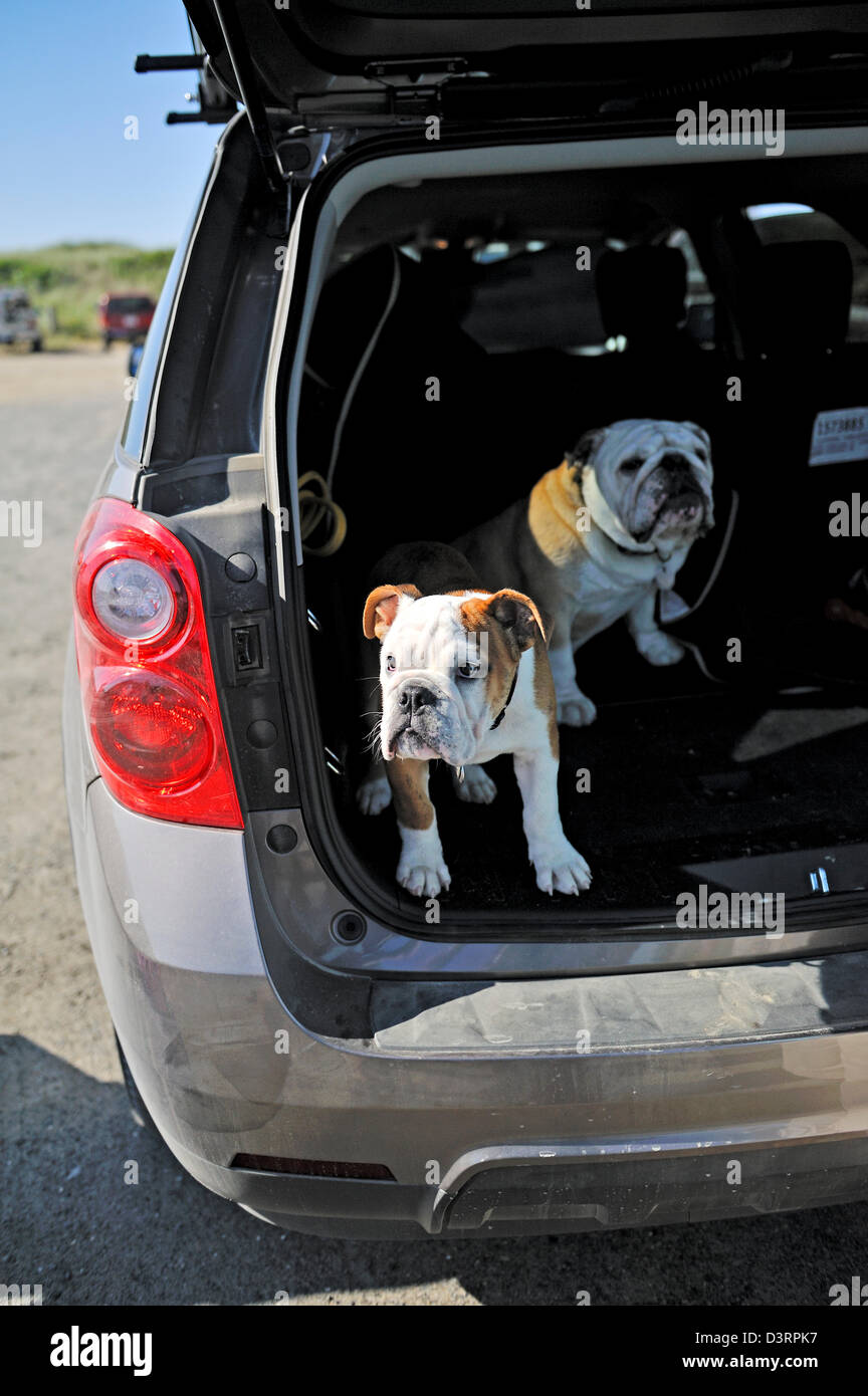 Bulldogs de traîner dans le hayon de voiture à la plage Banque D'Images