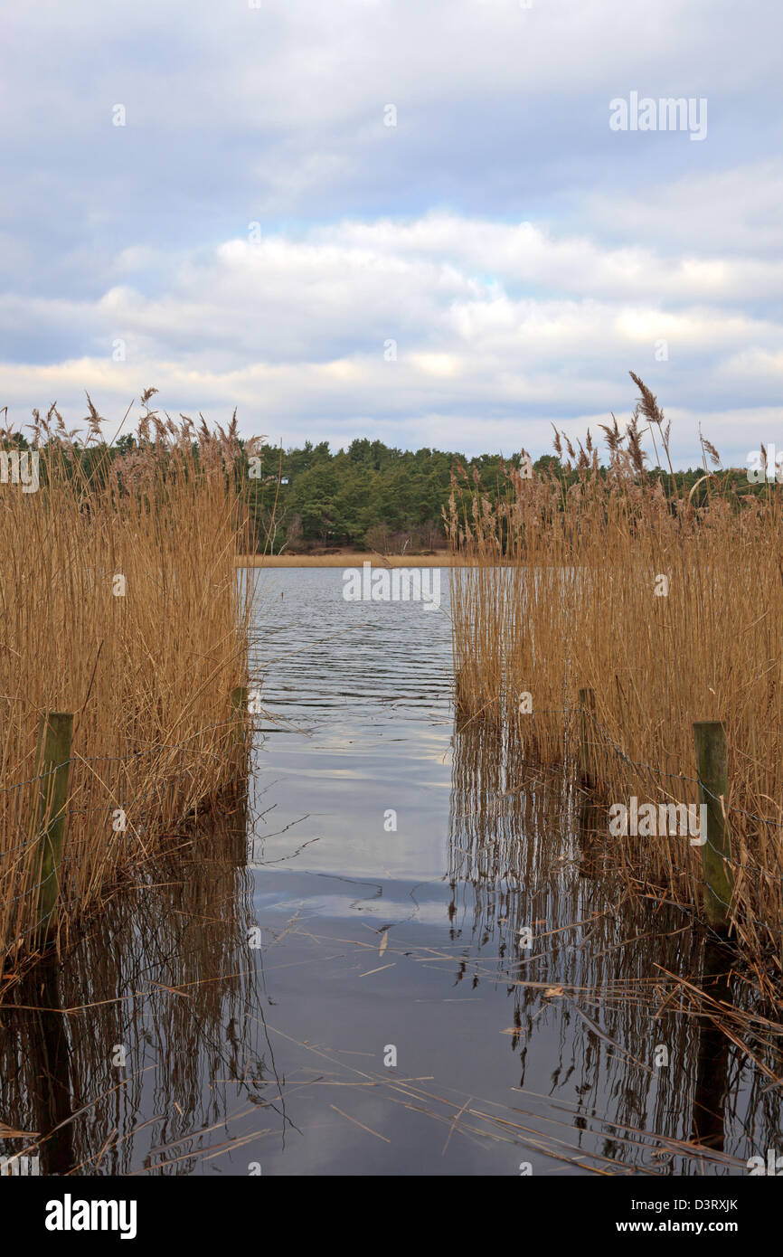 Regarder à travers un trou dans les roseaux pour pêcheur à Frensham Little Pond dans le Surrey, en Angleterre. Banque D'Images