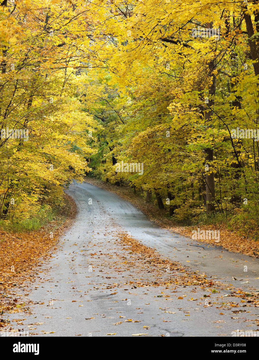 Une route serpente à travers une forêt en automne Banque D'Images