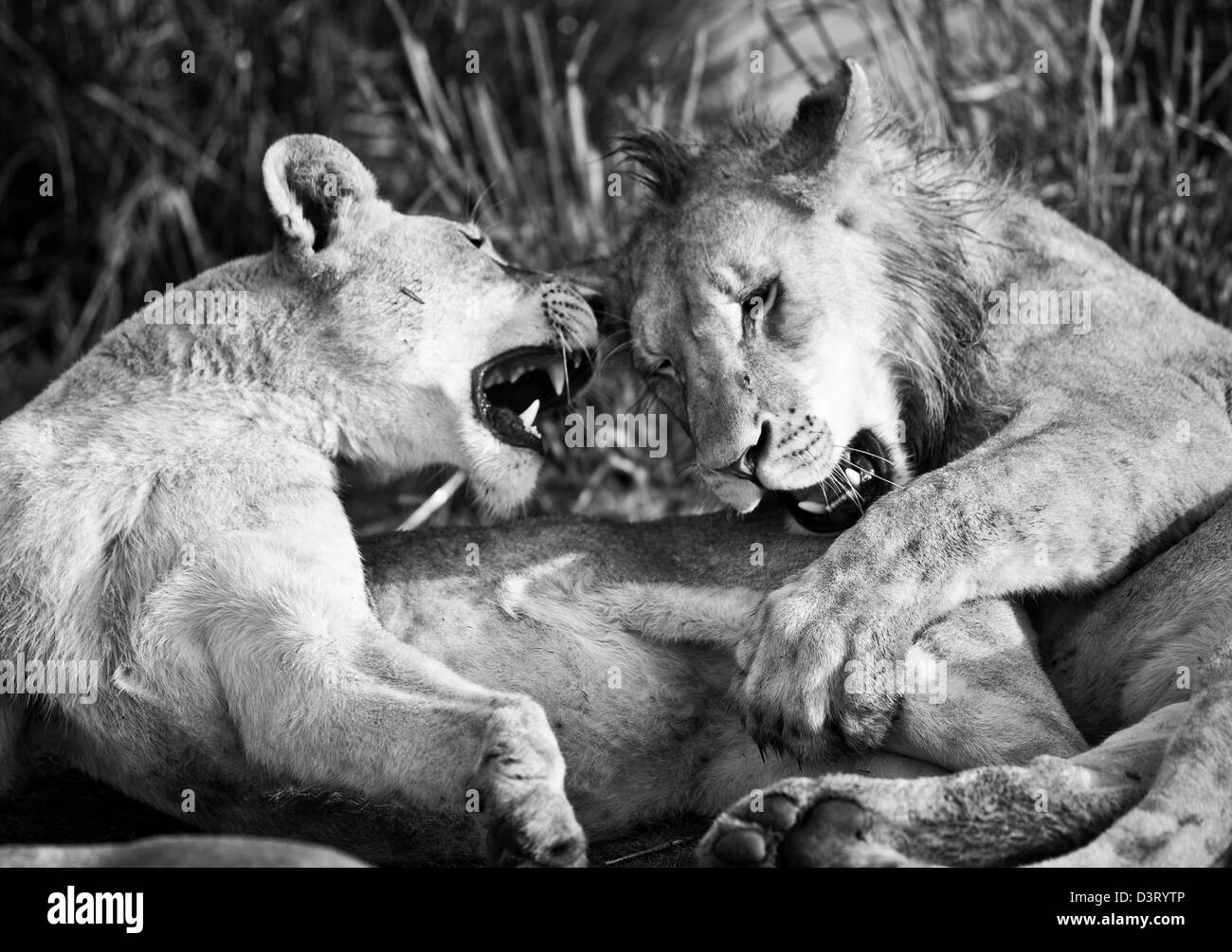 Les lions mâles et femelles, Phinda Game Reserve, Afrique du Sud Banque D'Images