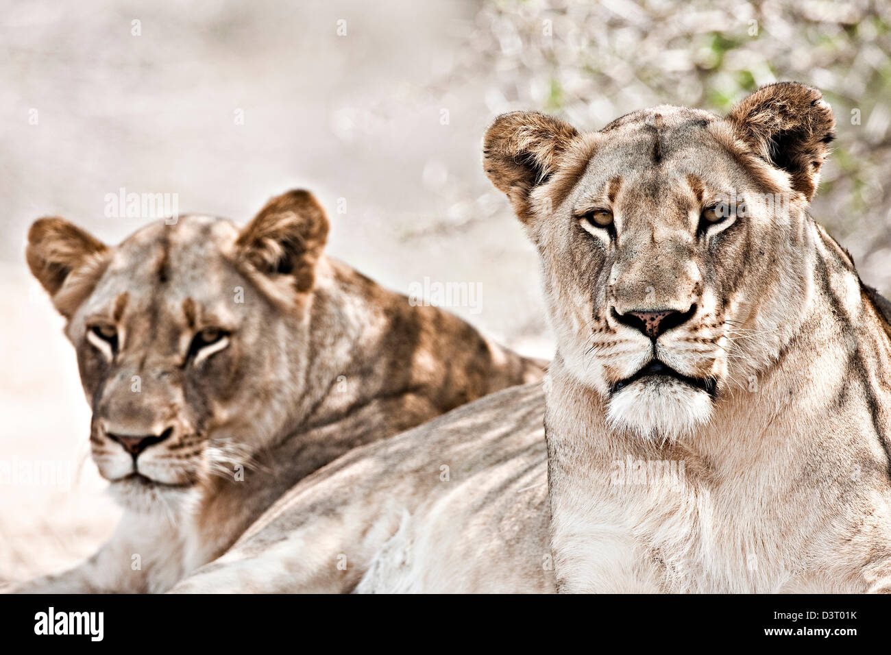 Deux lions vigilante, Phinda Game Reserve, Afrique du Sud Banque D'Images