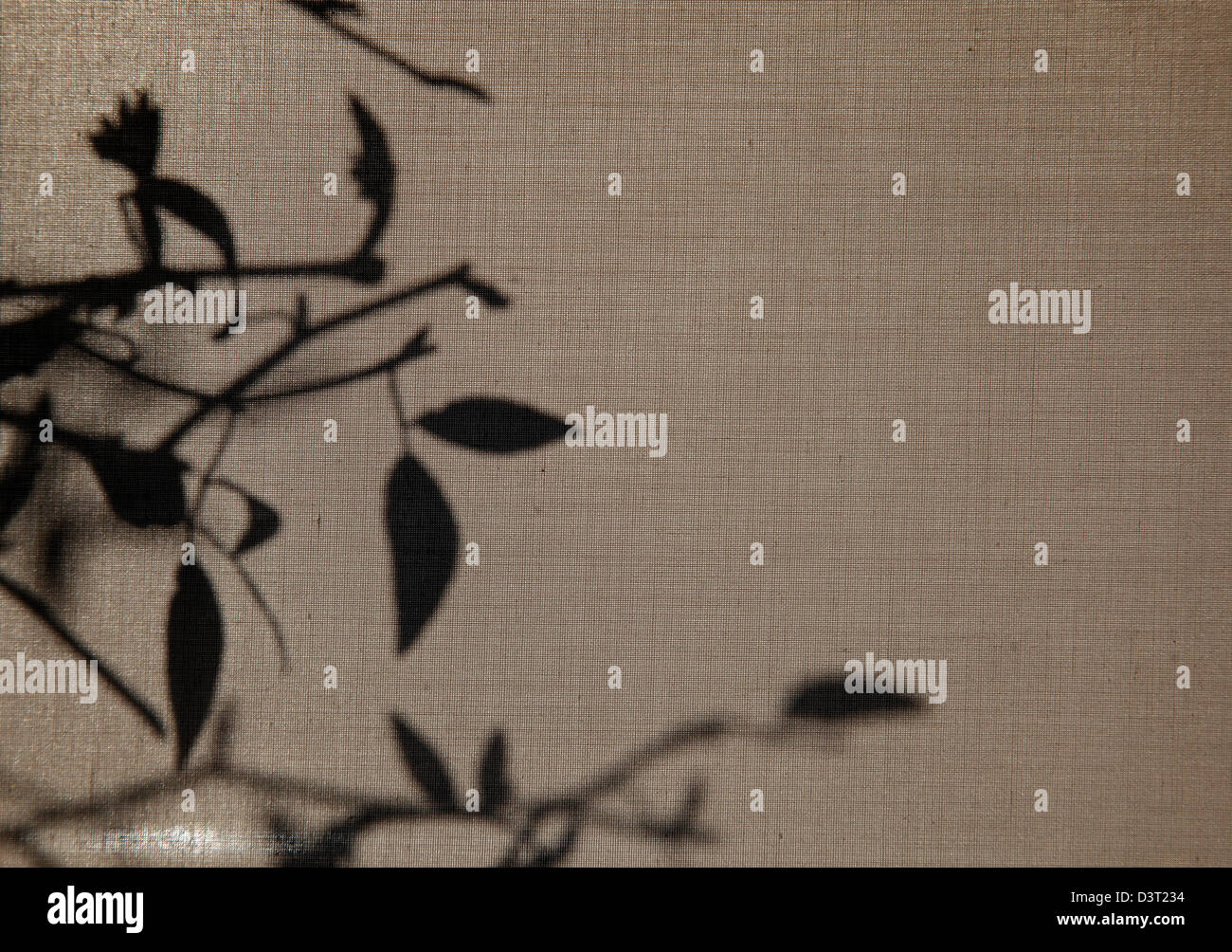 Direction générale et l'ombre des feuilles sur la fenêtre aveugle Banque D'Images