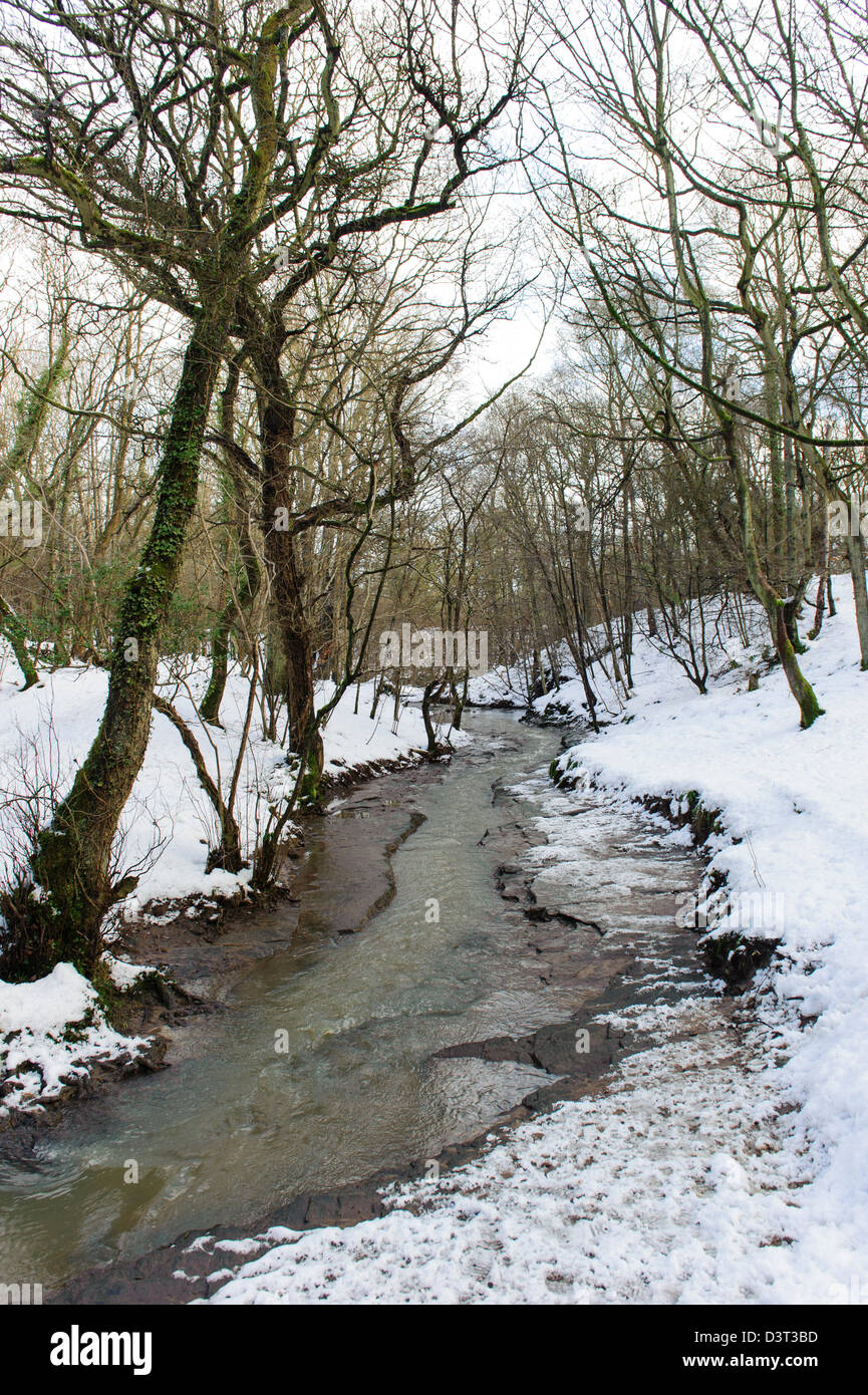 Plessey Woods, Northumberland Banque D'Images