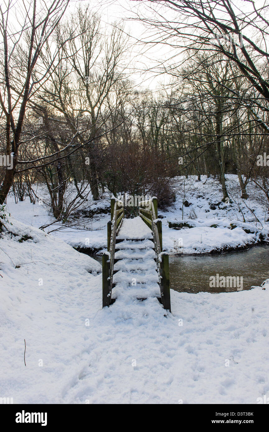 Plessey Woods, Northumberland Banque D'Images