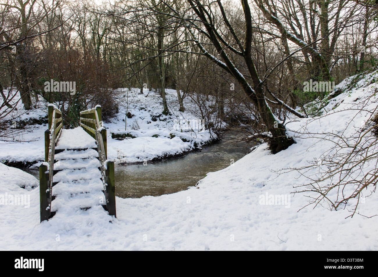 Plessey Woods, Northumberland Banque D'Images