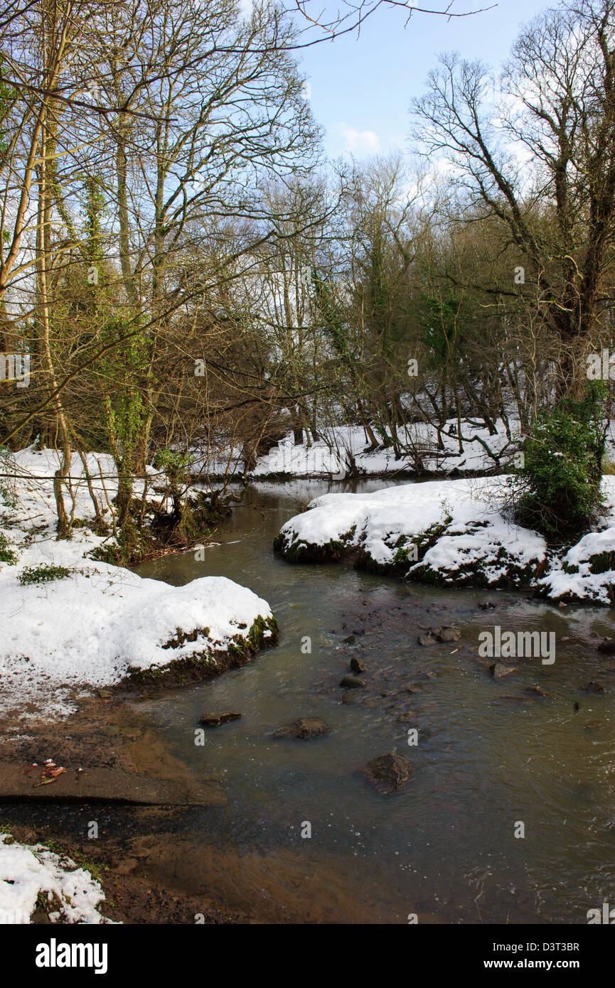 Plessey Woods, Northumberland Banque D'Images