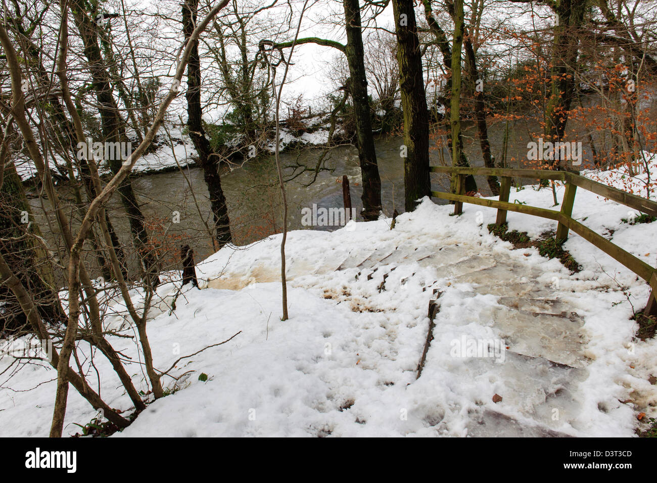Plessey Woods, Northumberland Banque D'Images