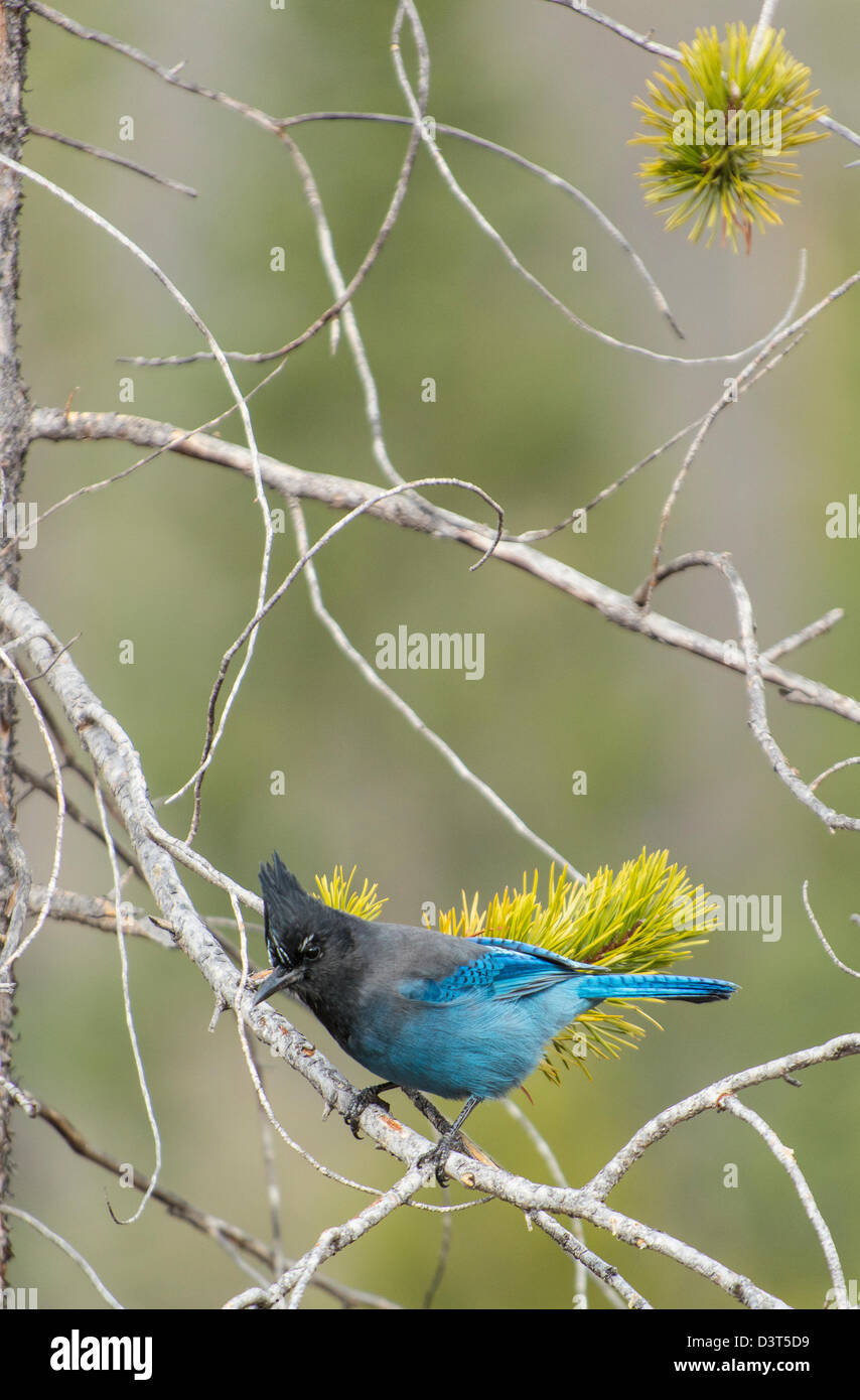 Geai bleu assis sur une branche dans un épicéa Banque D'Images