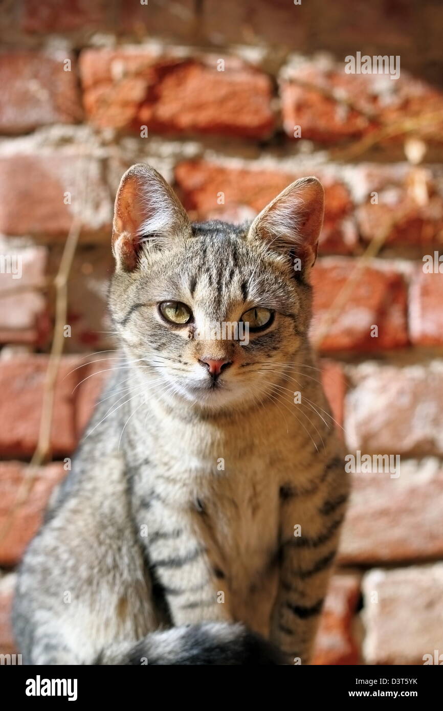 Portrait d'un jeune chaton curieux regardant la caméra Banque D'Images