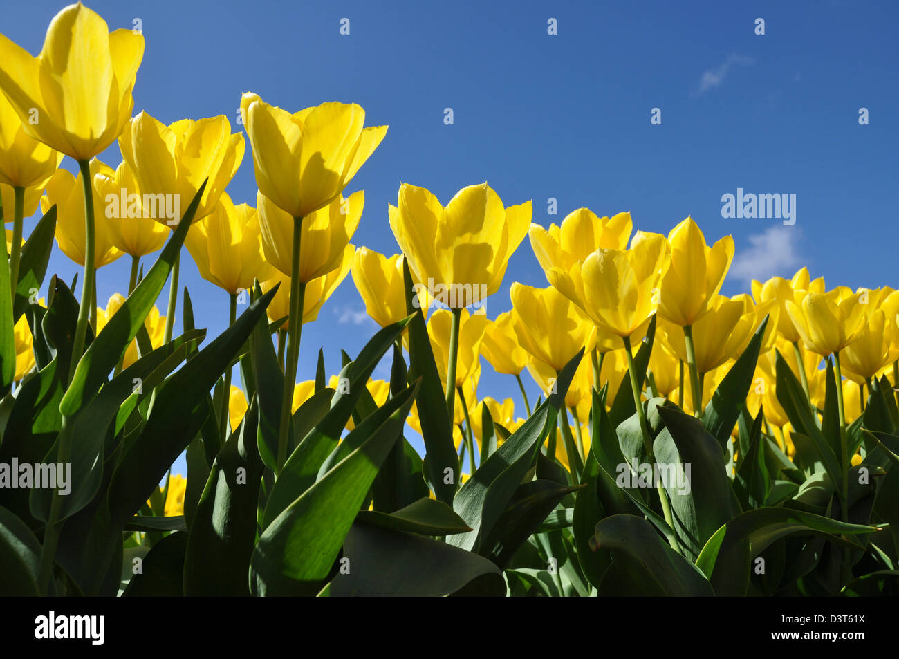 Détail d'un bulbfield avec tulipes jaunes, Hollande, Pays-Bas Banque D'Images
