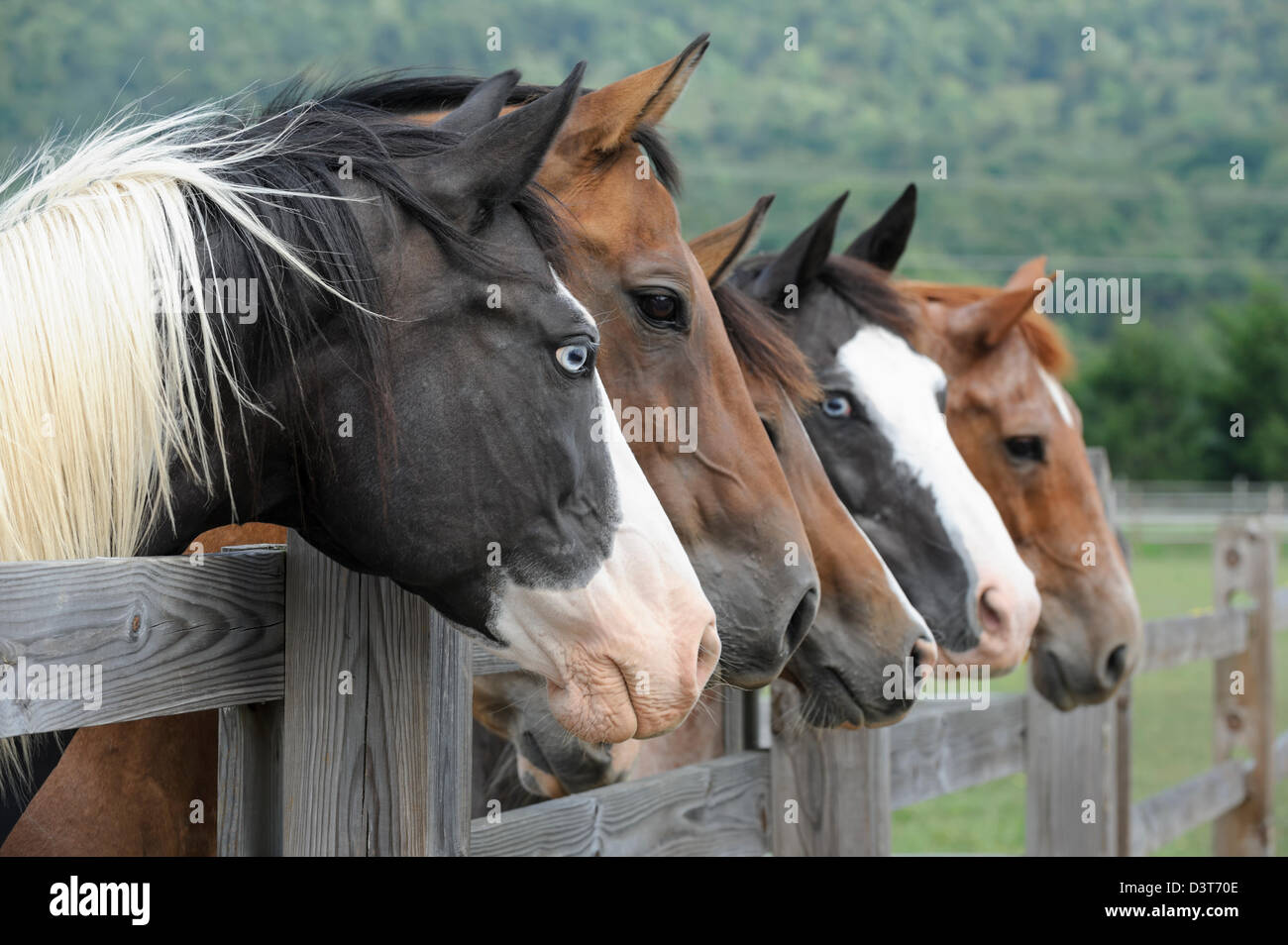 Chevaux alignés à la clôture plus comme un groupe à droite de l'appareil photo, vue de côté, un animal avec des yeux bleus perçants. Banque D'Images
