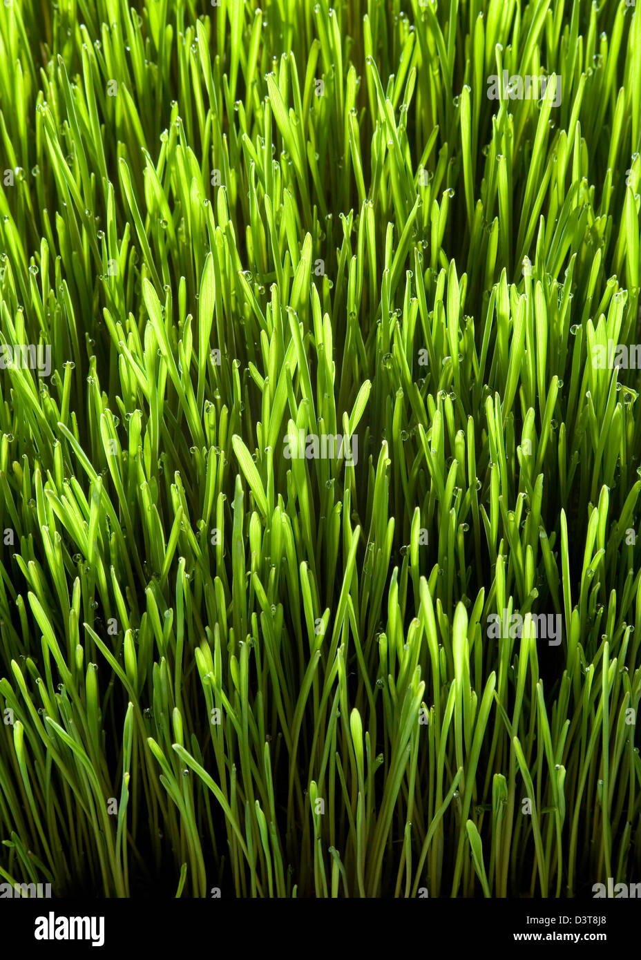 L'agropyre vert frais - close up Banque D'Images