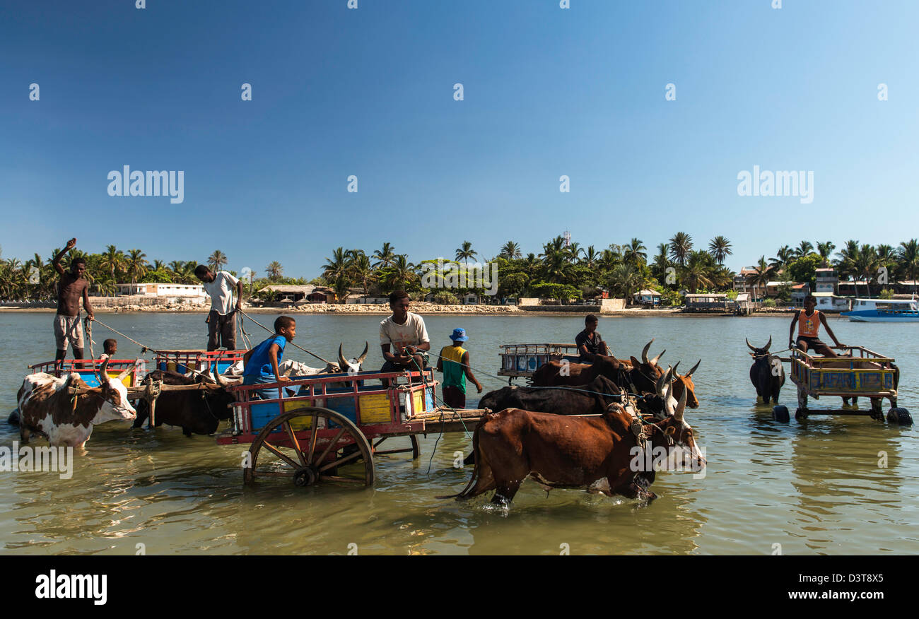 Charrettes à bœuf dans l'eau de la réunion sud-ouest de Madagascar Banque D'Images