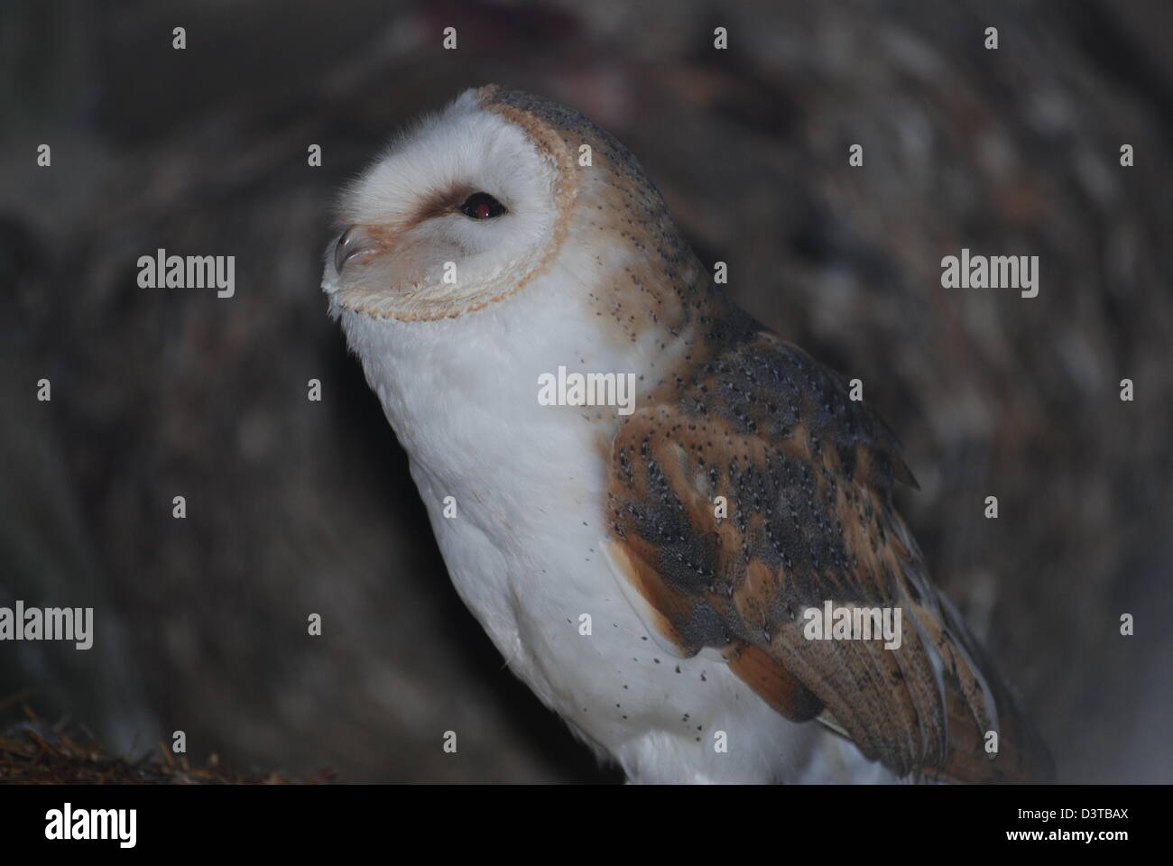 White Owl Banque D'Images