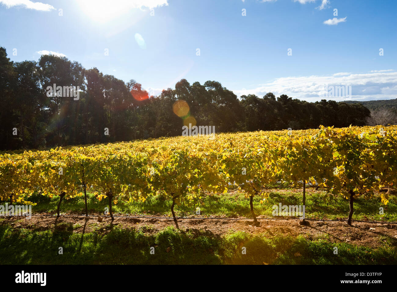 Vigne à Lark Hill Winery en automne. Bungendore, Canberra, Territoire de la capitale australienne (ACT), l'Australie Banque D'Images