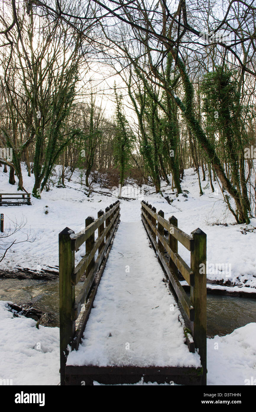 Plessey Woods, Northumberland Banque D'Images