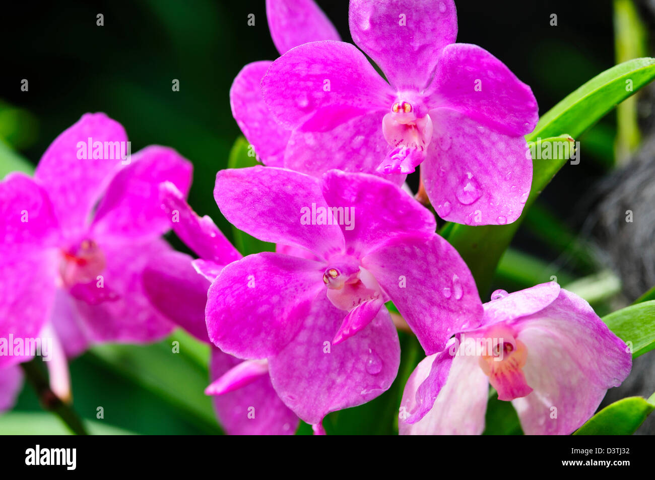 Orchid Garden National,Tan Hoon Siang Mist chambre,1 000 2 000 espèces et hybrides d'orchidées,Botanical Gardens,Singapour Banque D'Images