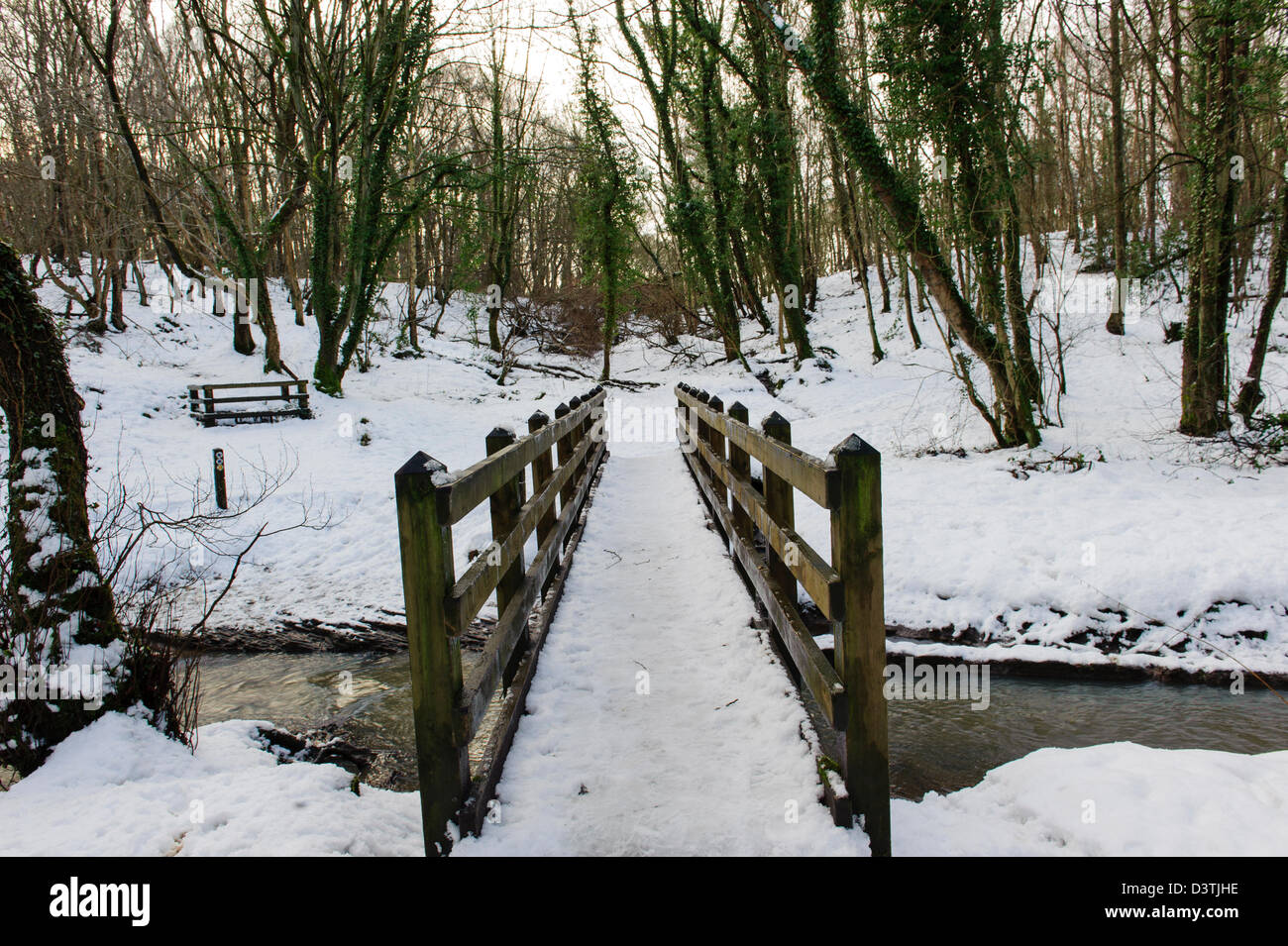 Plessey Woods, Northumberland Banque D'Images