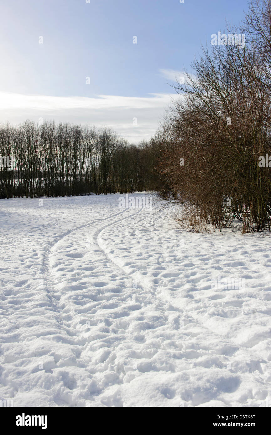 Plessey Woods, Northumberland Banque D'Images
