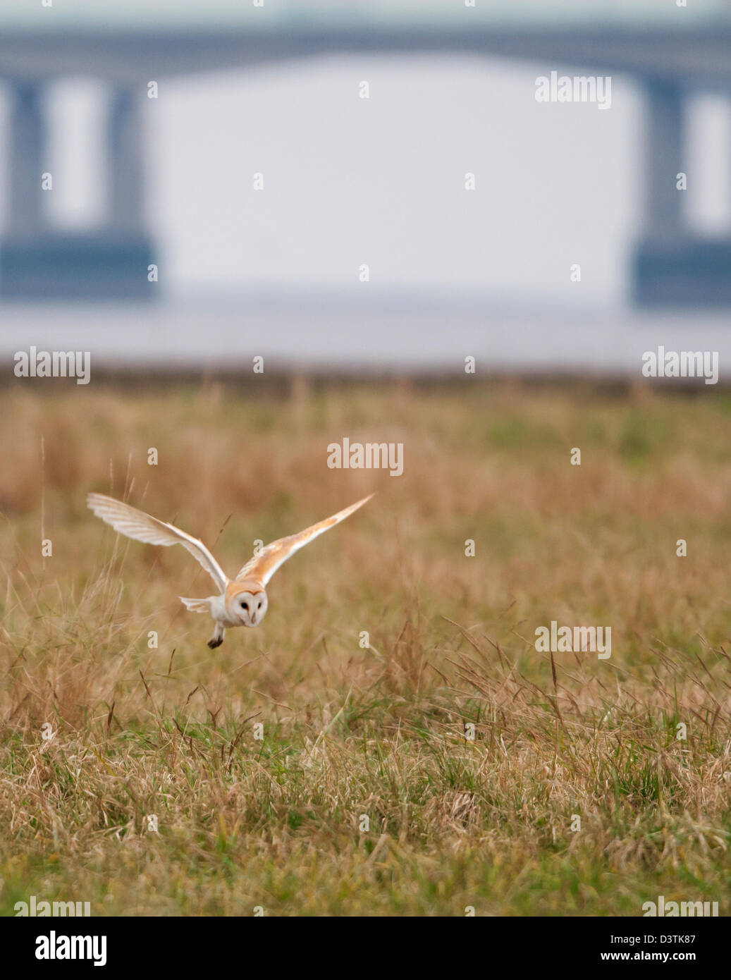 Wild Effraie des clochers Tyto alba chasse en plein jour au marais de sel avec le deuxième Severn Bridge en arrière-plan Banque D'Images