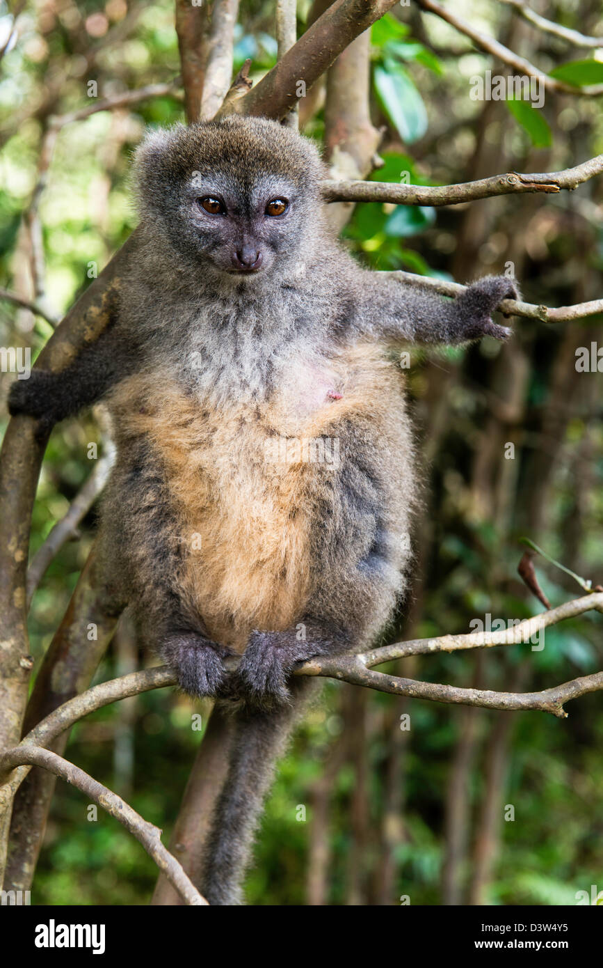 Le bambou ou doux (Hapalemur lémuriens de Madagascar) Banque D'Images