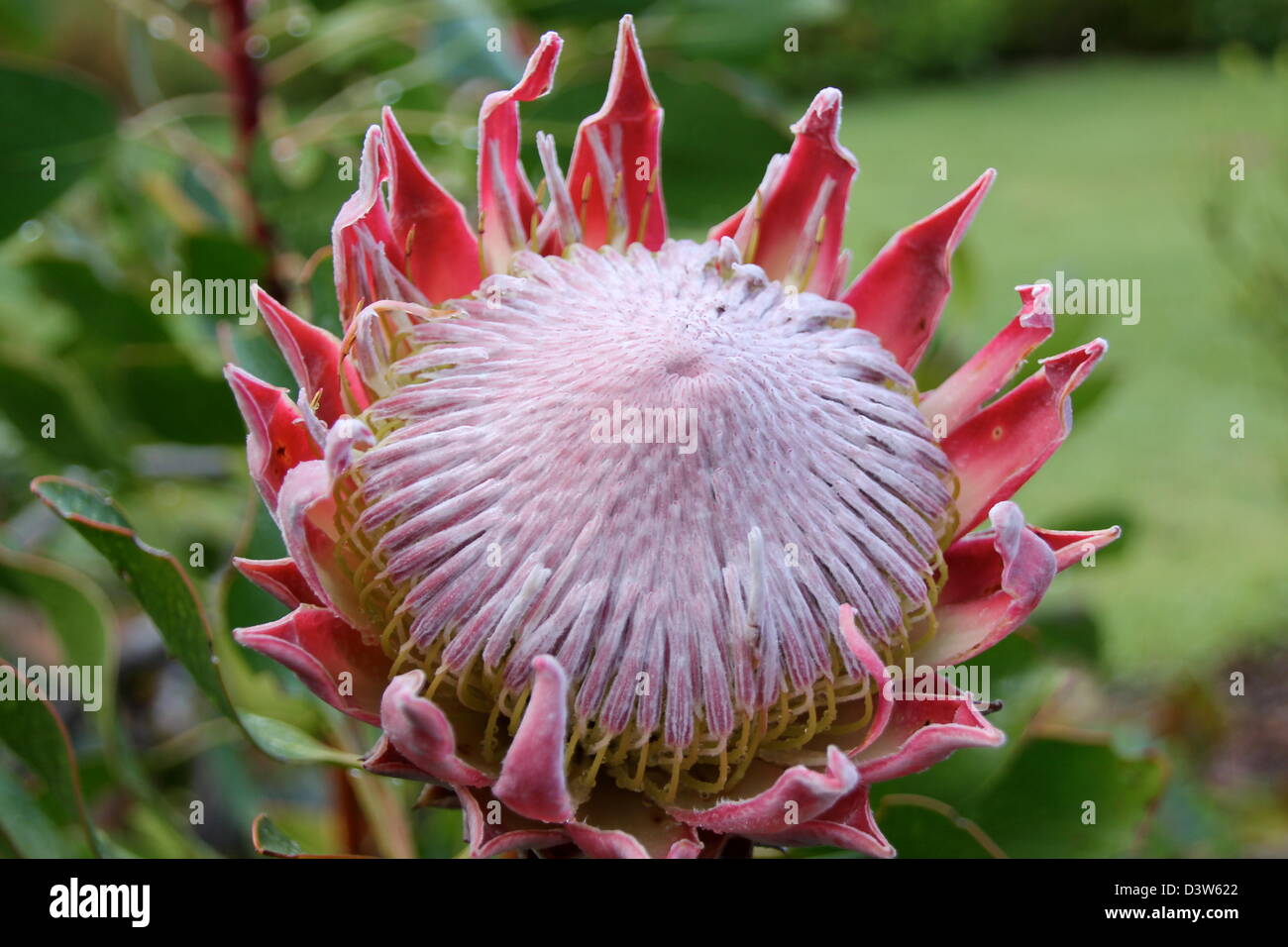 Protea Flower bud. Les Jardins de Kirstenbosch. Cape Town Banque D'Images