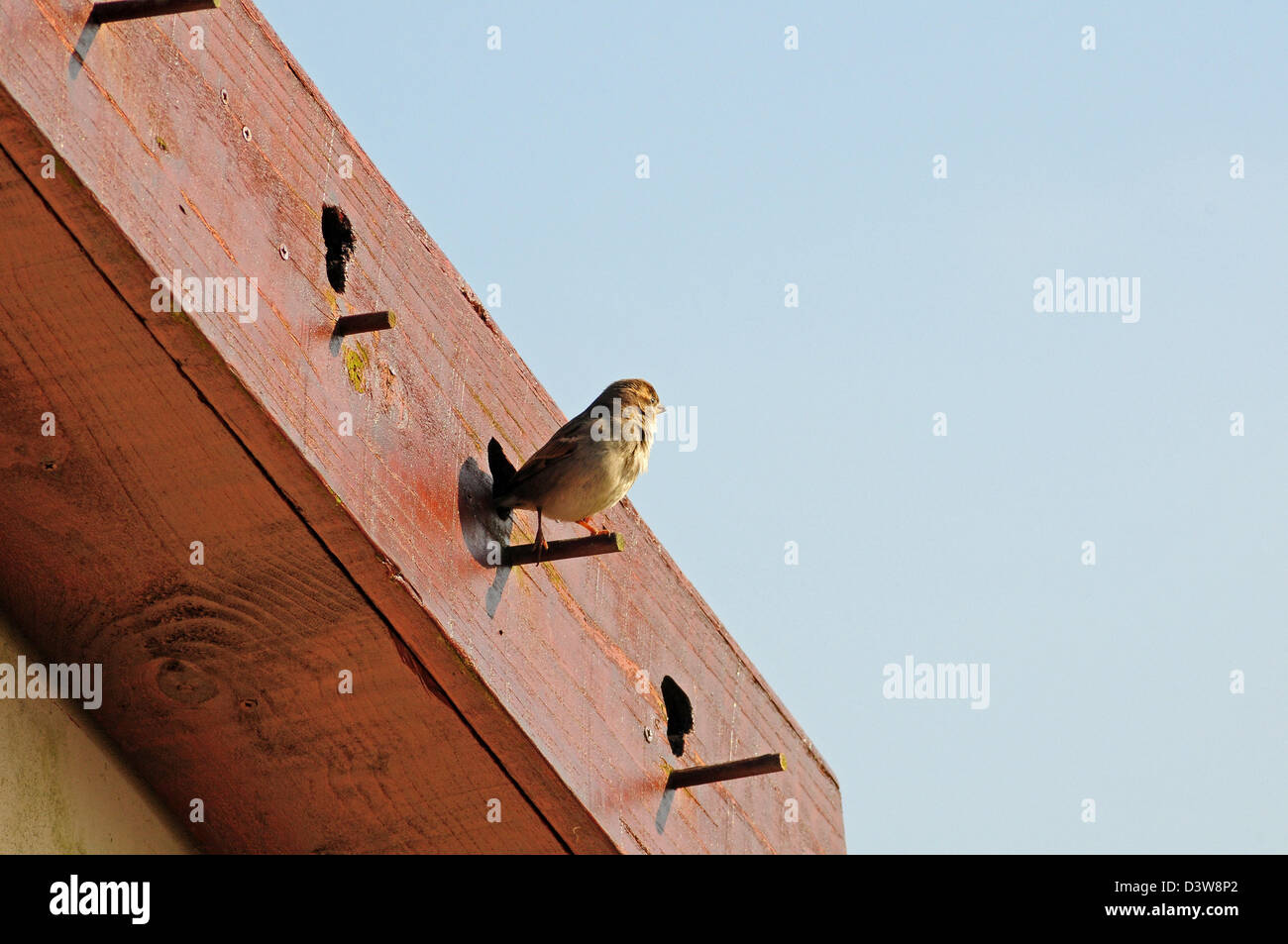 Moineau domestique Passer domesticus femelle perché hors nichoir dans Sparrow construit à cet effet dans le toit terrasse du pignon. Banque D'Images