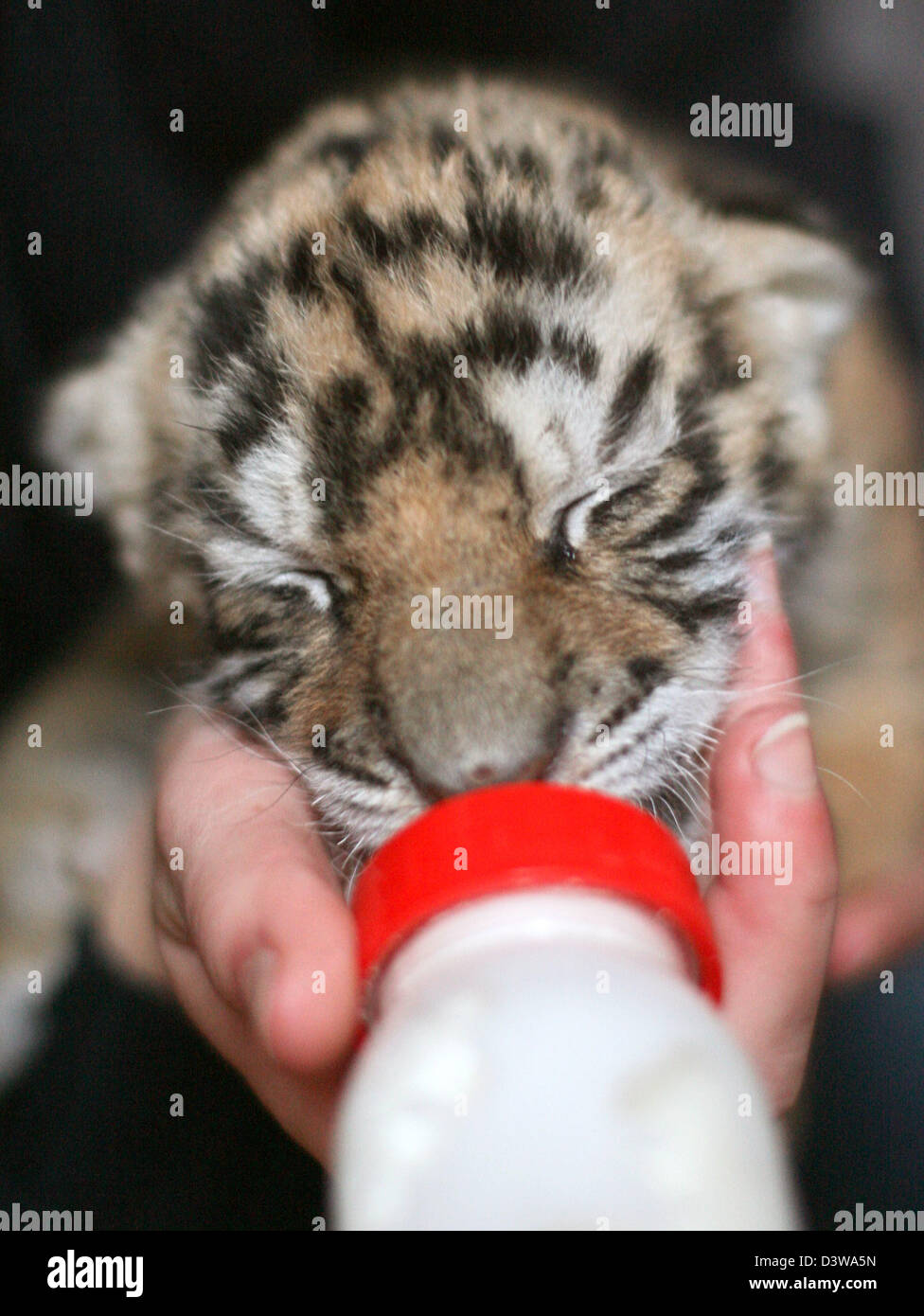 Pourtant Le Bebe Tigre Sans Nom Ne Le Jour De L An Est Nourri Au Biberon Par Ramona Althoff Althoff Au Circus A Luebeck Allemagne 01 Janvier 08 Le Bebe Tigre A Donne