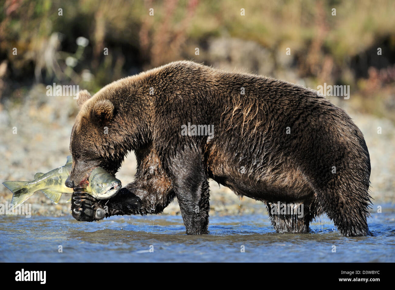 Ours grizzli (Ursus arctos horribilis) attraper un saumon, Katmai national park, Alaska, USA. Banque D'Images