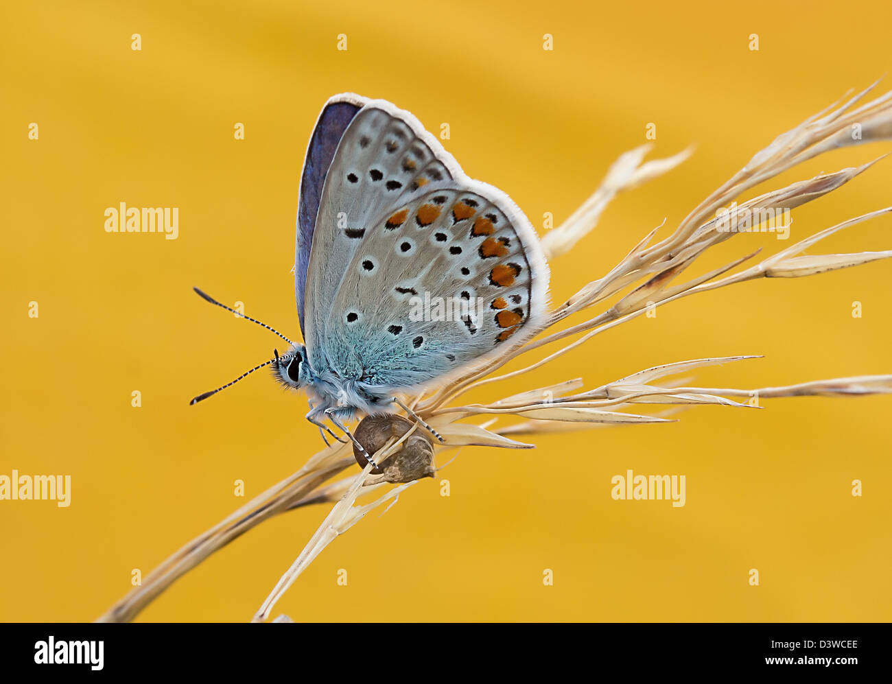 Papillon sur un épi de maïs, Licenide, Montevecchia e Valle del Curone, Italie Banque D'Images