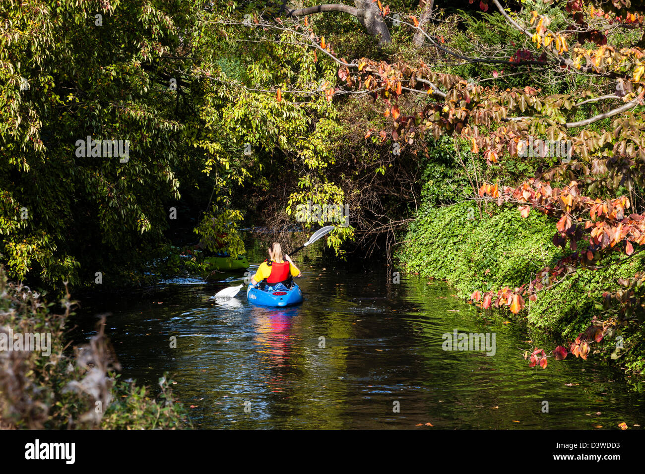 Les palettes d'une fille un canoë le long de la rivière Cam à travers les branches pendantes, Cambridge, Cambridgeshire, UK Banque D'Images