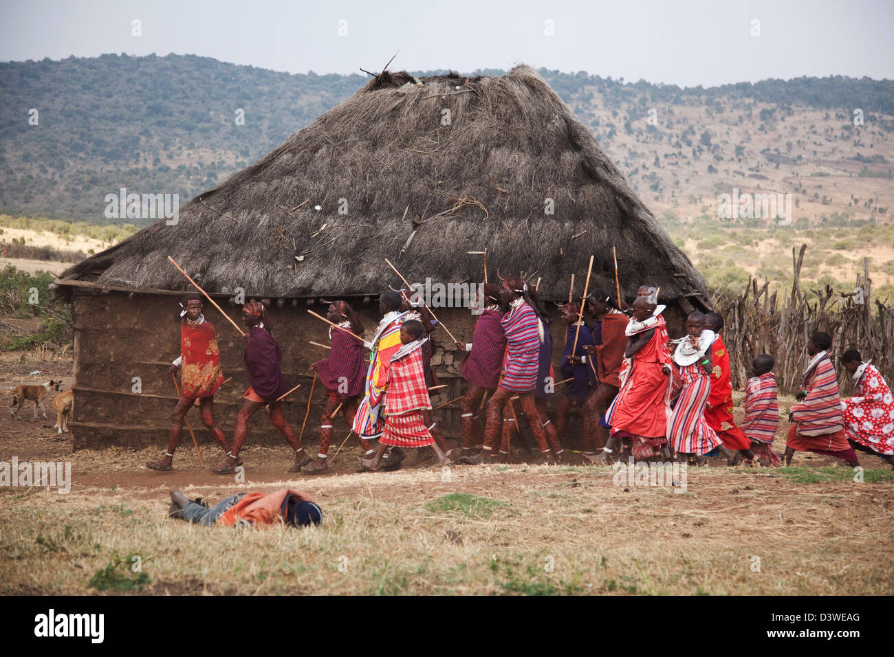 Un masaï partie de mariage est en cours avec les jeunes hommes et les jeunes filles danser autour du village. Un ivrogne s'est effondré dans l'herbe. Banque D'Images