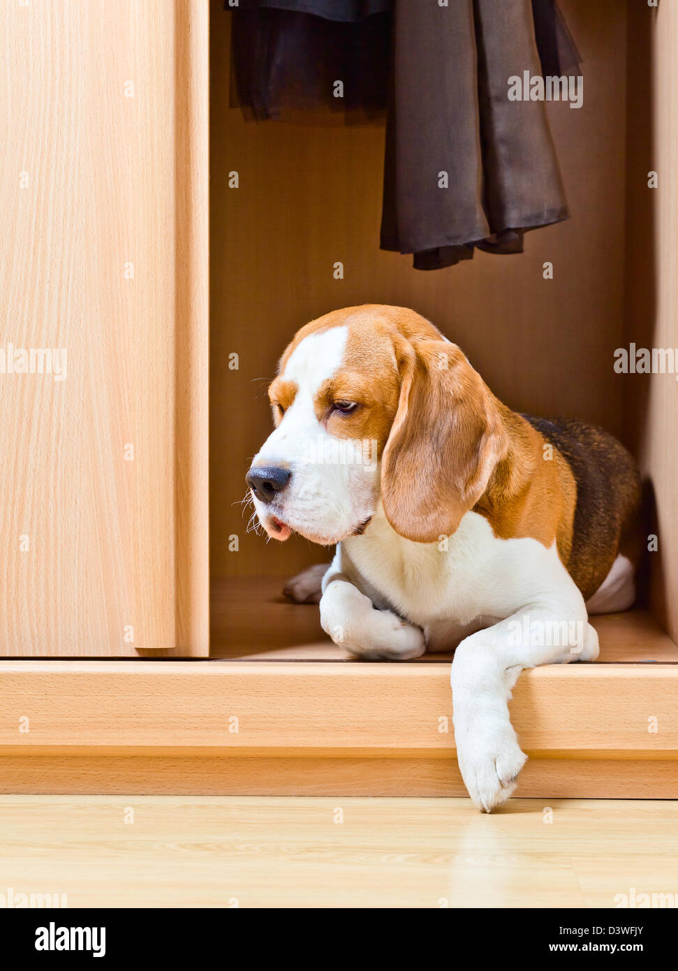 L'absence de chien a grimpé dans une armoire. Banque D'Images