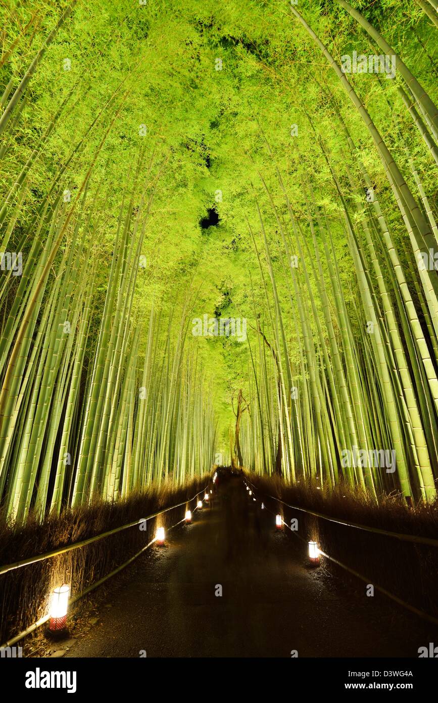 La forêt de bambou de Kyoto, au Japon. Banque D'Images