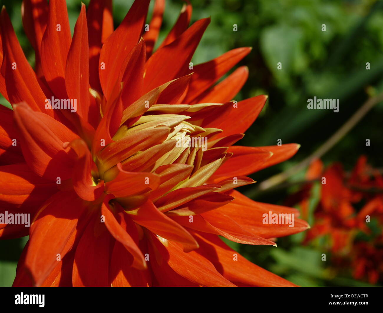 Dahlia rouge Banque D'Images